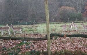 Le parc des Daims